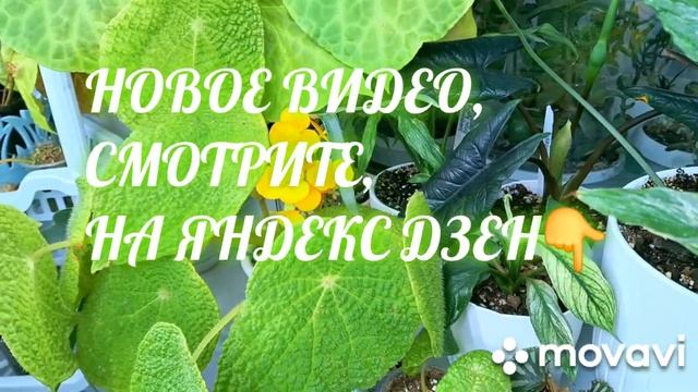 КОМНАТНЫЕ РАСТЕНИЯ(ЦВЕТЫ).