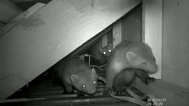 Young house martens running on a roof soffit. Camera trap.