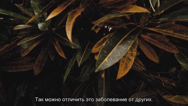 В Петербурге уничтожили партию картофеля