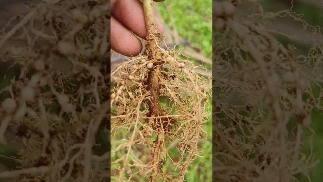Coconut Organic Farming