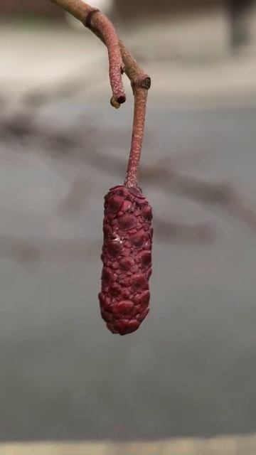 Cut Leaved Alder - young male catkin / flowers - January 2022
