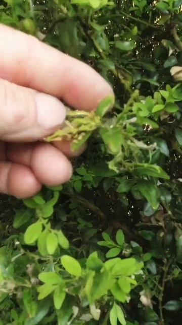 Groza inwazja białka jak nie z tej planety ! Boxwood moth larvae !