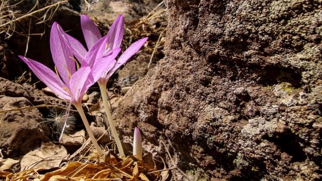 סתוונית התשבץ, רכס בשנית 🥀 Colchicum feinbruniae 🍂 Mt. Hozeq Golan