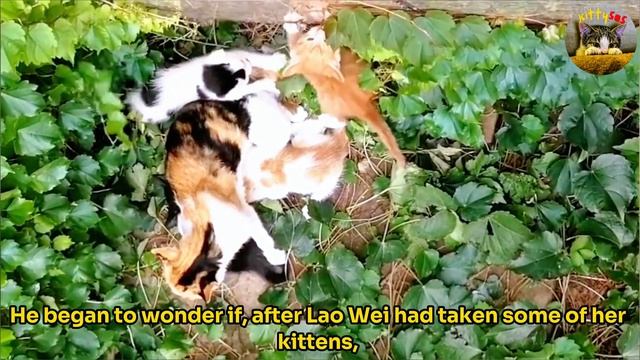 Stray mom cat and her tiny kittens wailed for help because their litter was flooded