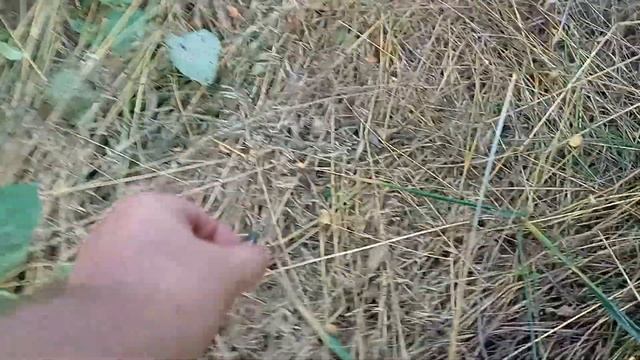 Велопокатухи (Ролик № 16) [Эпизод №4] Самка жука оленя.