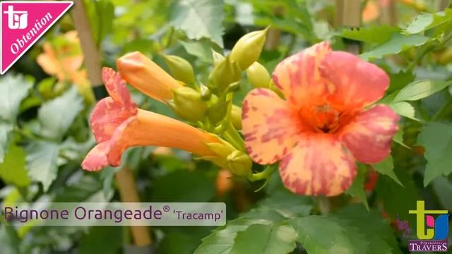 Campsis x tagliabuana Orangeade® 'Tracamp'  - Pépinières TRAVERS