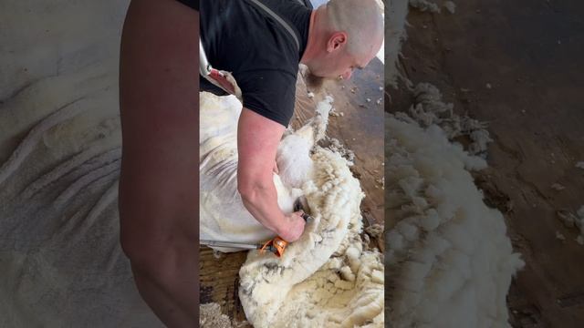 Christopher Troendle shearing a big sticky ram