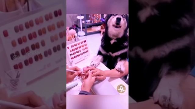 VID-20250218-WA0000.mp4