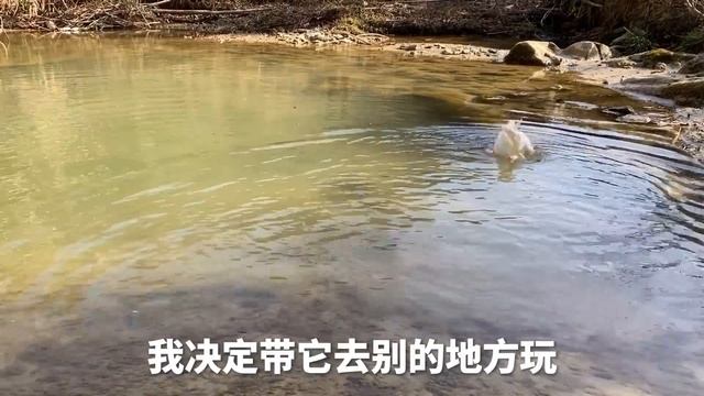 二娃对不住了，谁让隔壁的要喊我去遛鸭子,有怨气你找鸟哥啊丨天下一场梦#GreatMyna