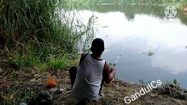 MANCING NILA BABON UMPAN LUMUT+PASTA PANDAN...STREK TIADA HENTI HENTINYA.... MANTULL