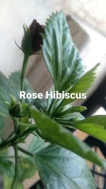 #shorts #Red_Rose_Hibiscus_Flower  #Hibiscus #organic_rooftop_gardening #organic_liquid_fertilizer