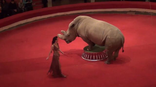 ВЛОГ: В цирке с детьми. Часть 2. Носорог/CIRCUS. Rhino