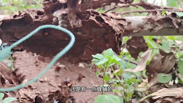 DESTROY MURDER HORNETS NEST,GET RID OF WASP,VESPA MANDARINIA REMOVAL,GIANT HORNETS,YELLOW JACKETS