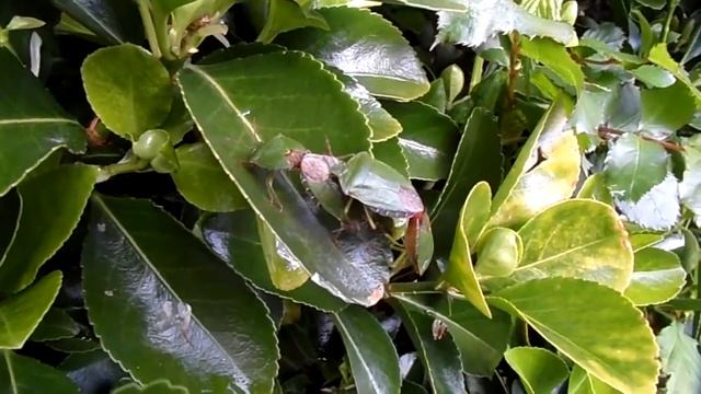 Green Shield Bugs Mating - Double Decker