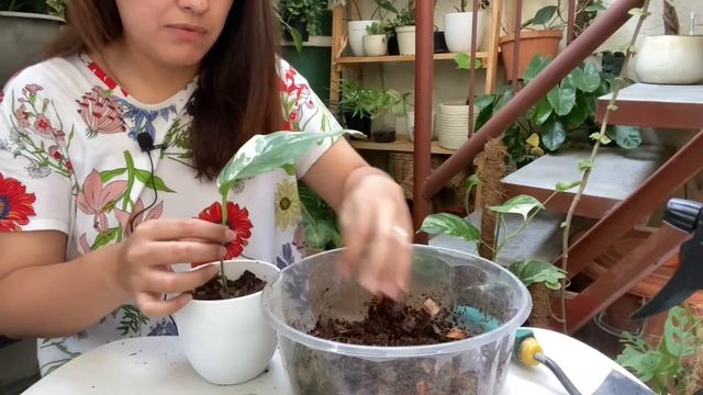 Pot With Me • Premium Potting Kit by Luntian.ph_ x The Plant Shop • SULIT BA? 🍃 Sam’s Halaman
