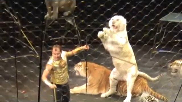 Tiger Act at Ringling Bros Circus