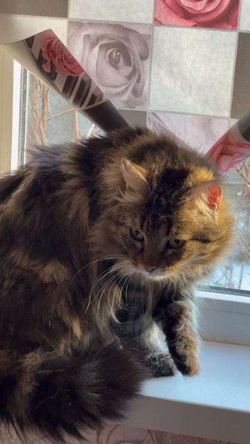Котик Вася