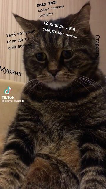 умер любимчик мой...?