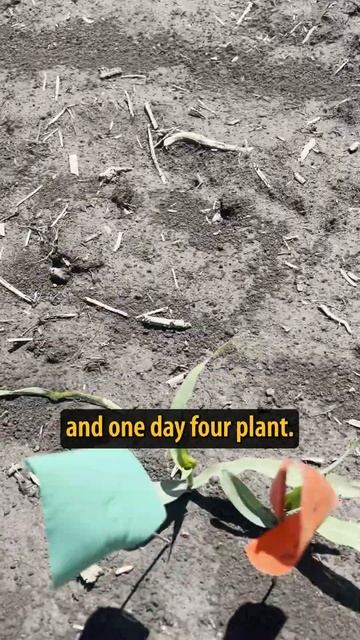 Corn Emergence Flagging: Early Season Update #corn #farming #agricultureeducation