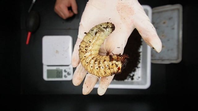 【もうすぐ２年】サタンオオカブトのエサ交換【1年８ヶ月】