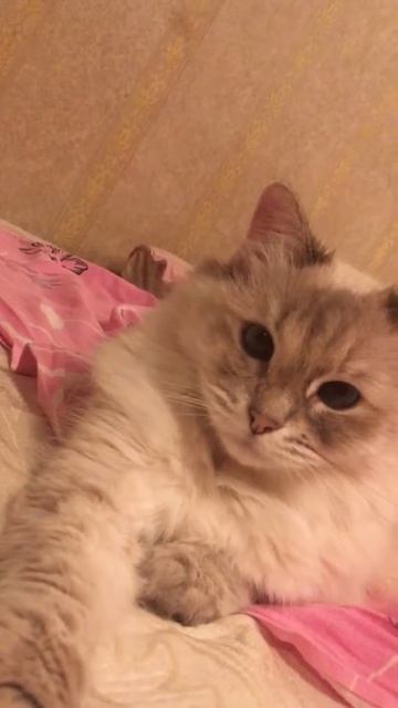 Невская маскарадная кошка сняла себя на камеру