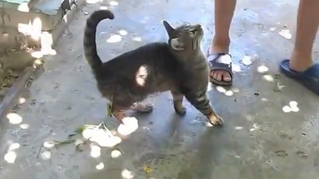 Кот просит рыбу. Cat and fish. Cat asks fish