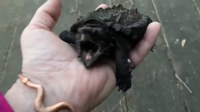 ALLIGATOR SNAPPING Turtle is Tolerant of Light Handling