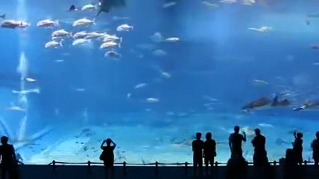 76a70c811fd7 116979356 vk