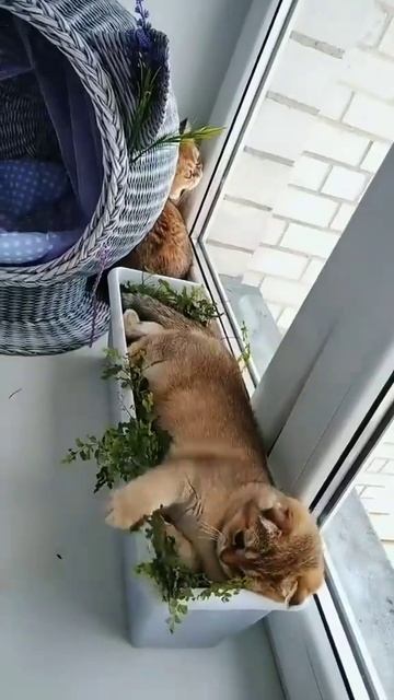 #юмор купил новый дом для котиков