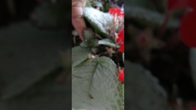 Inflorescência vermelha das episcia cupreata