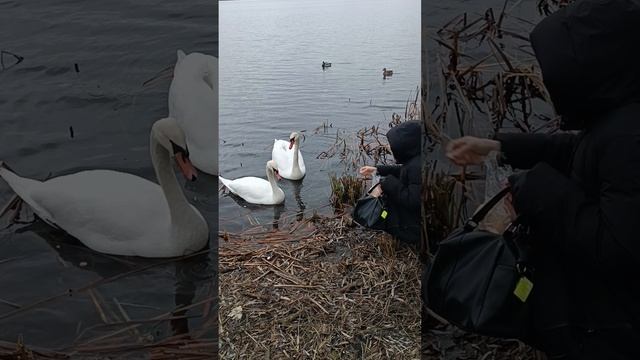 Белоснежная парочка.