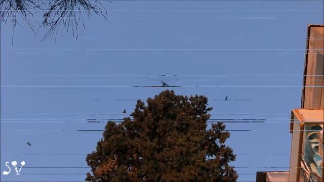 A flock of Starlings has arrived for its overnight stay spot/ Скворцы прилетели, часть 2 /זרזירים