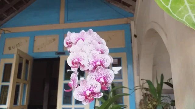 Anggrek bulan hybrid dengan banyak kuntum bunga