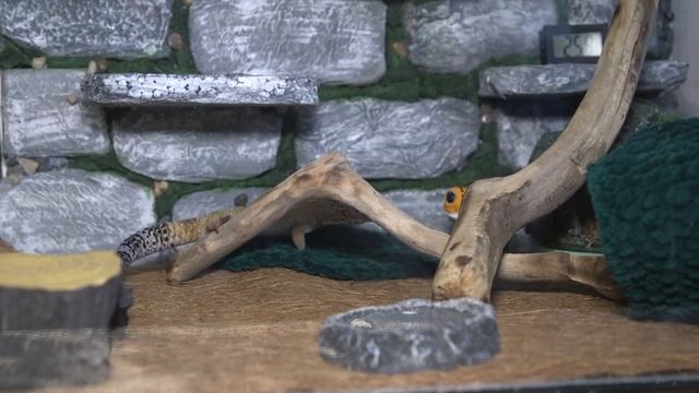 Семья из Читы приручила дракона