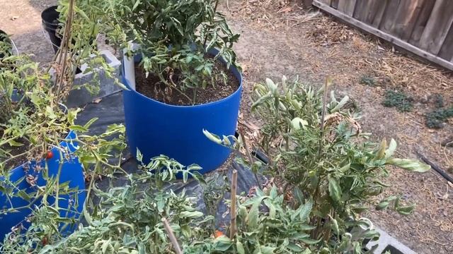 S04E62 Getting rid of caterpillars 🐛 🐛 using BT(bacillus thuringiensis)!  Baby 🍋 🍋 🍋