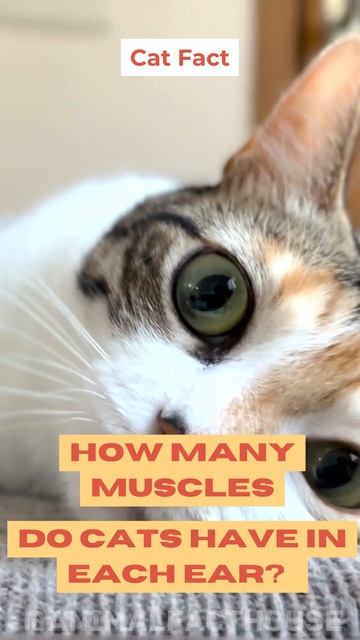 How Many Muscles do cats have in each ear? #shorts #cute #cutecat