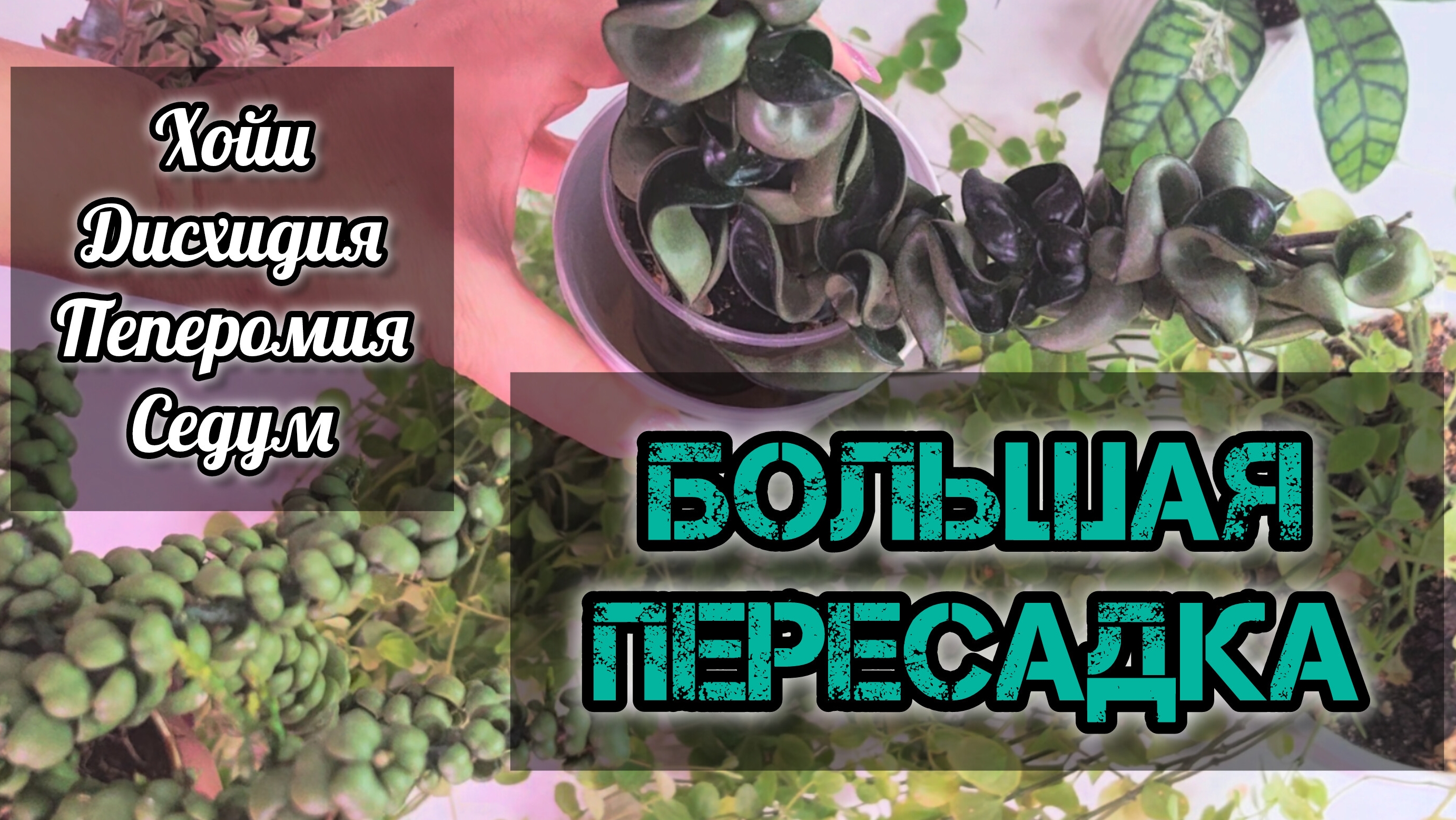 Большая пересадка -хойи, дисхидия Панголин, пеперомию, седум  21-02-2025