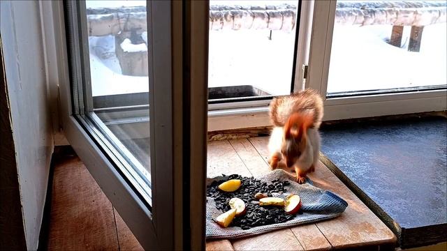 Омские белочки #21.02.225г.