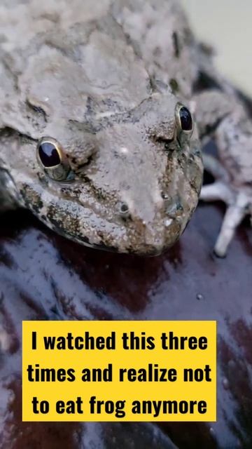 The reason why I don't want to eat frog anymore #exoticmontage #exotichighlights #74exotic #bullfro