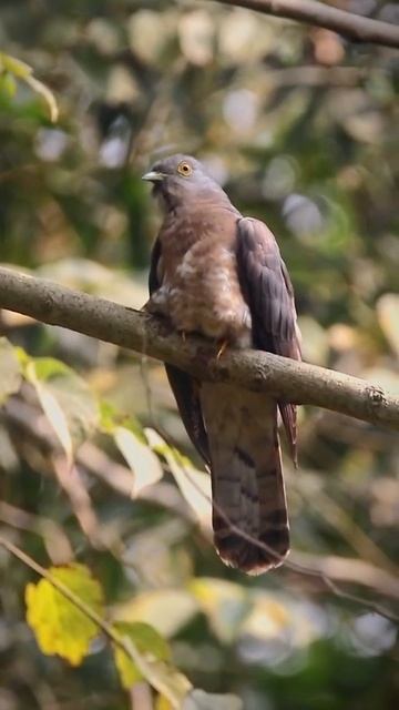 birds of west #canon #birdphotography #viral #shorts