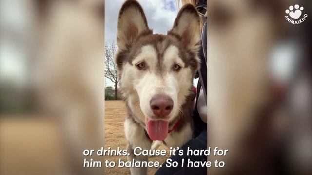 Husky puppy with wiggly walk becomes star of the dog park | Animalkind