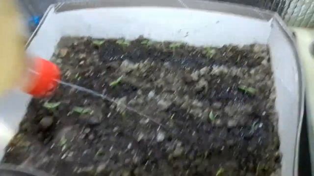 Перші Сходи перцю Вікінг, Посадка Розсади в домашніх умовах!!!