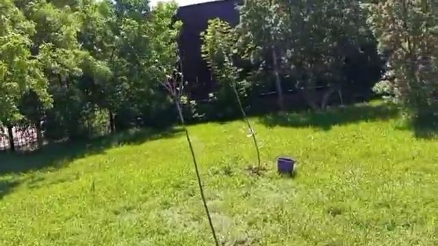 Хромтау аудандық "Нұр" мешітінің ауласына алма ағашы, үйеңкі ағаштарының көшеті отырғызылды.