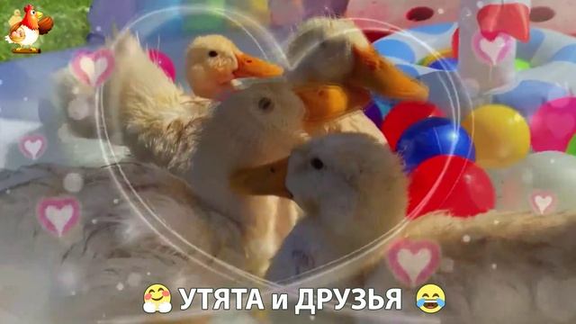 Утята с друзьями – мир нежных эмоций 🤗 эпизод (6)