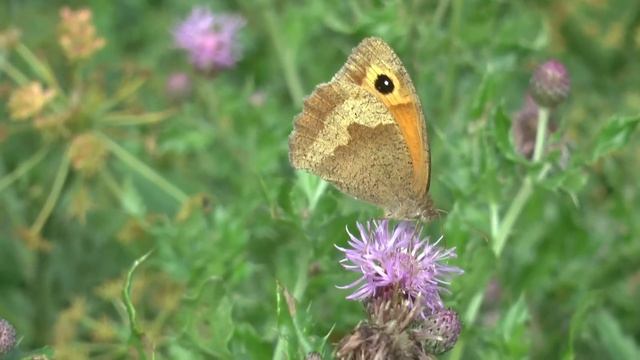 Meadow Brown Butterfly Maniola jurtina insularis female feeding on Creeping Thistle Cirsium arvense