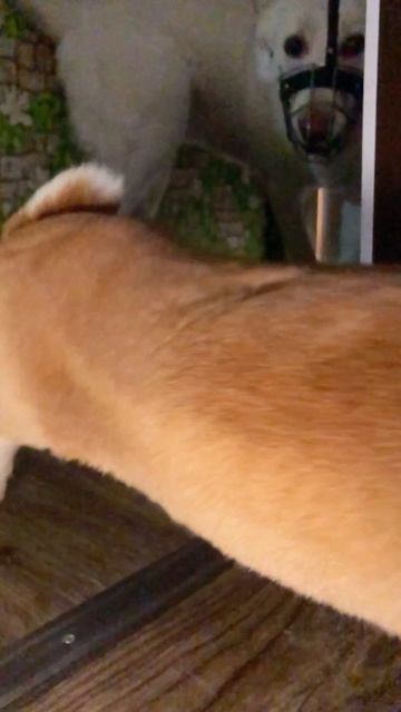 Вечная борьба #волчара#юмор#кролик