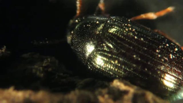 Neomida bicornis, Ohio, Cincinnati, 1/11/2019 Under Bark