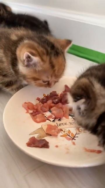 Raw Breakfast is Super Popular with Kittens