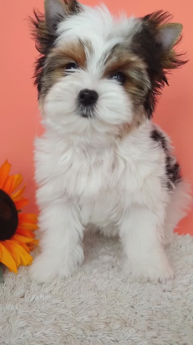 Мини девочка