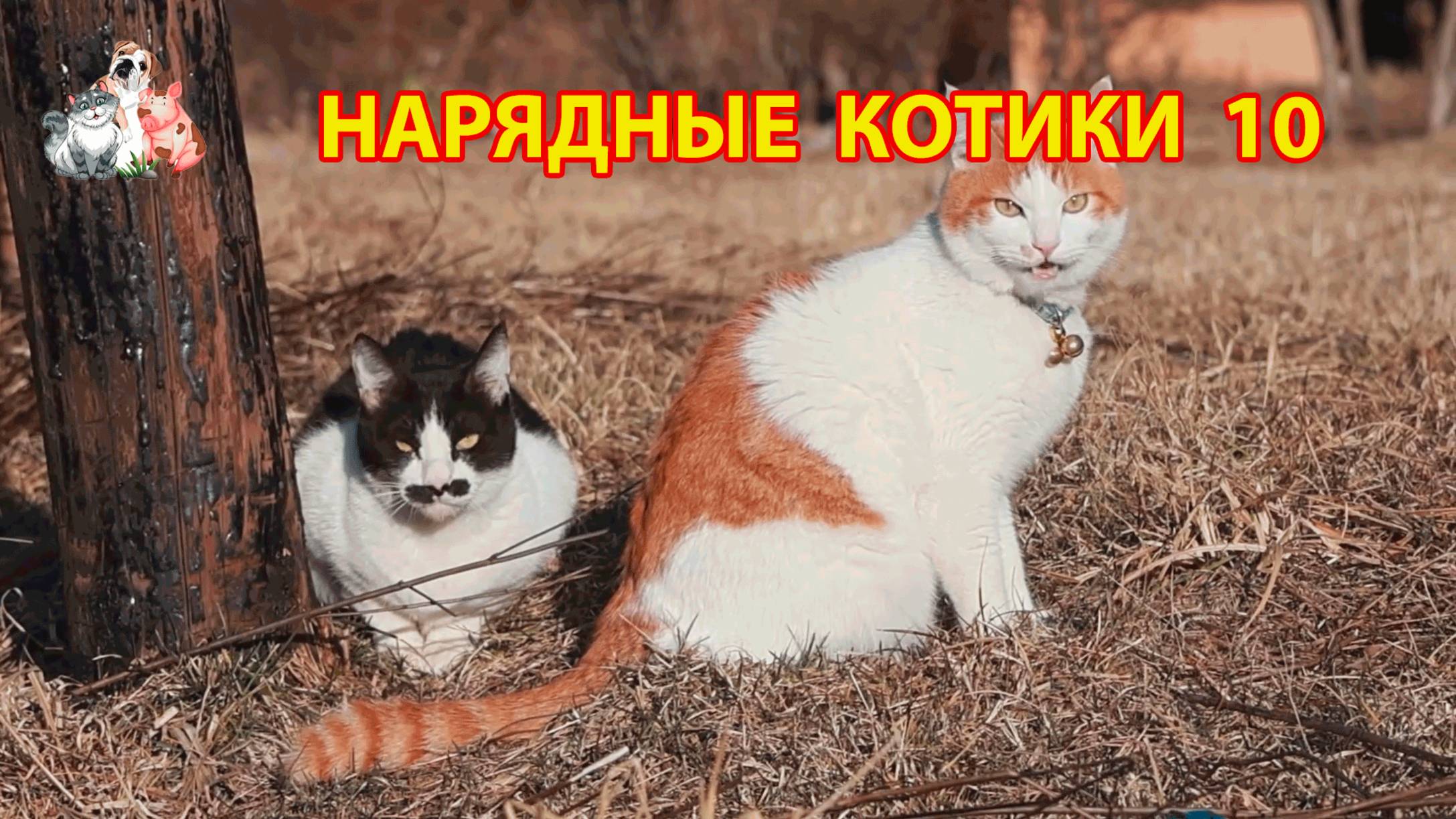 Нарядные Котики расслабляются на солнышке 🌞 🐈🐈⬛🐈 (10)